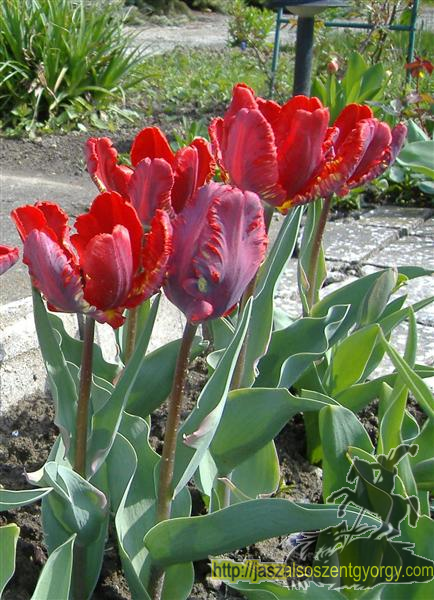 tulip077b.jpg