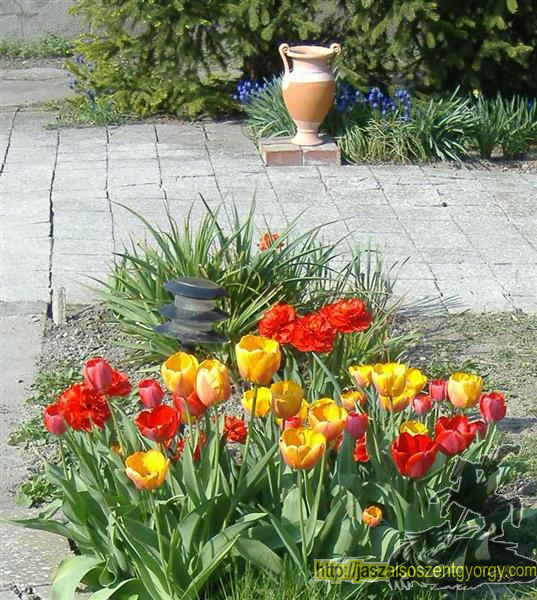 tulip078.jpg