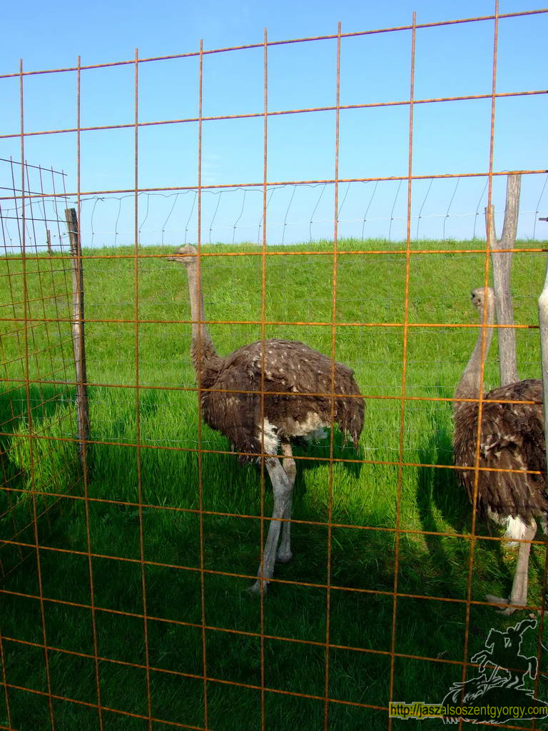 birkanyiro100424_ 009.JPG